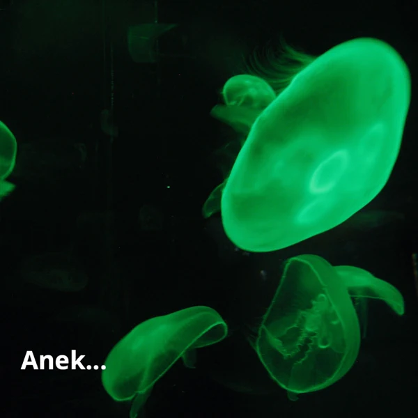 Read more about the article Mooselake Goes Instrumental In “Anek”